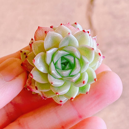 ヒューミリスhyb多頭　A品　カット苗