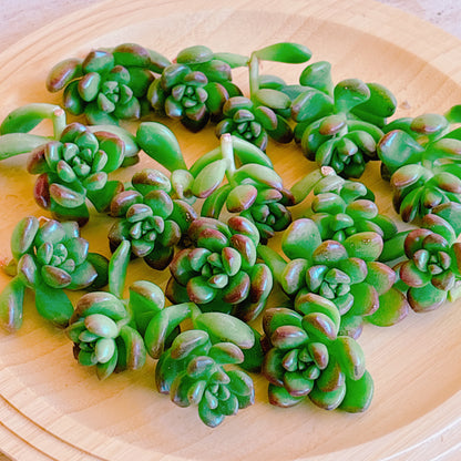 丸葉松の緑　A品　カット苗