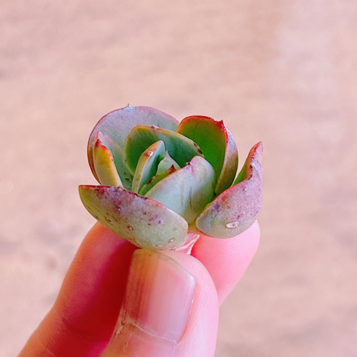 ピーチプリデ　A品　カット苗