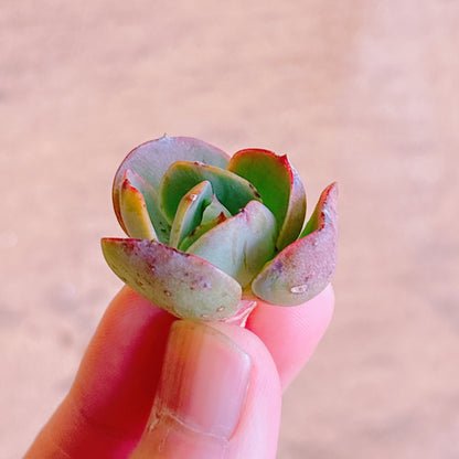 ピーチプリデ　A品　カット苗