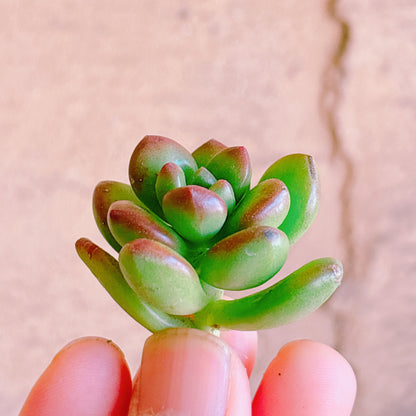 丸葉松の緑　A品　カット苗