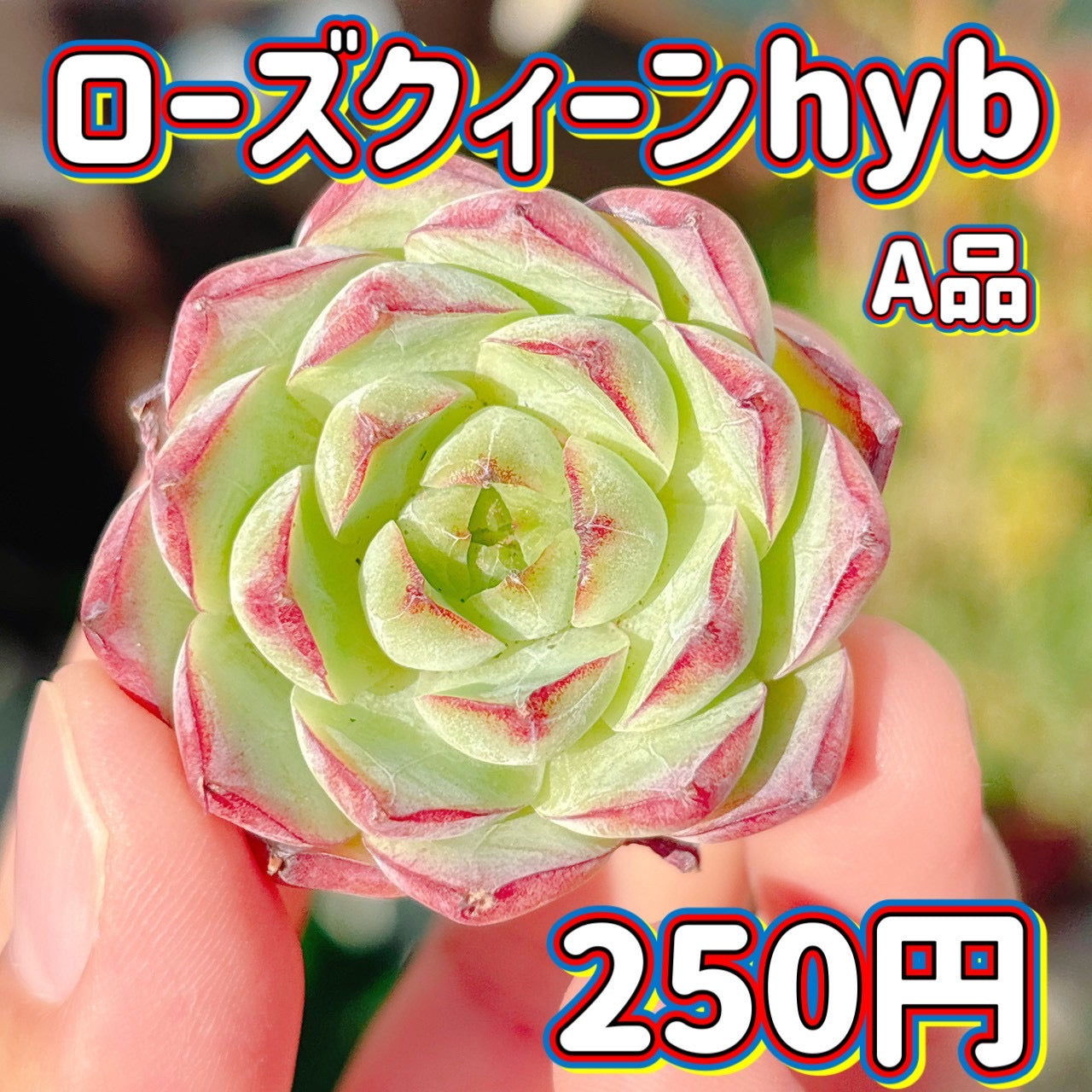ローズクィーンhyb A品