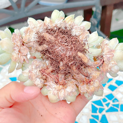 白月影群生　A品