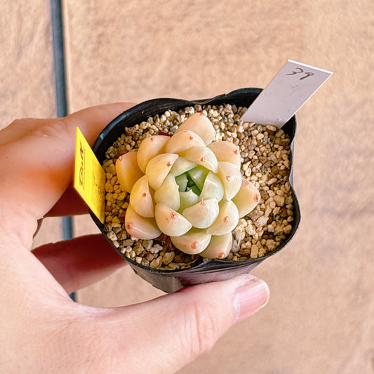 多肉植物