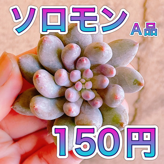 ソロモン　A品　カット苗