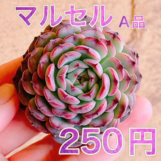 マルセル　A品　カット苗