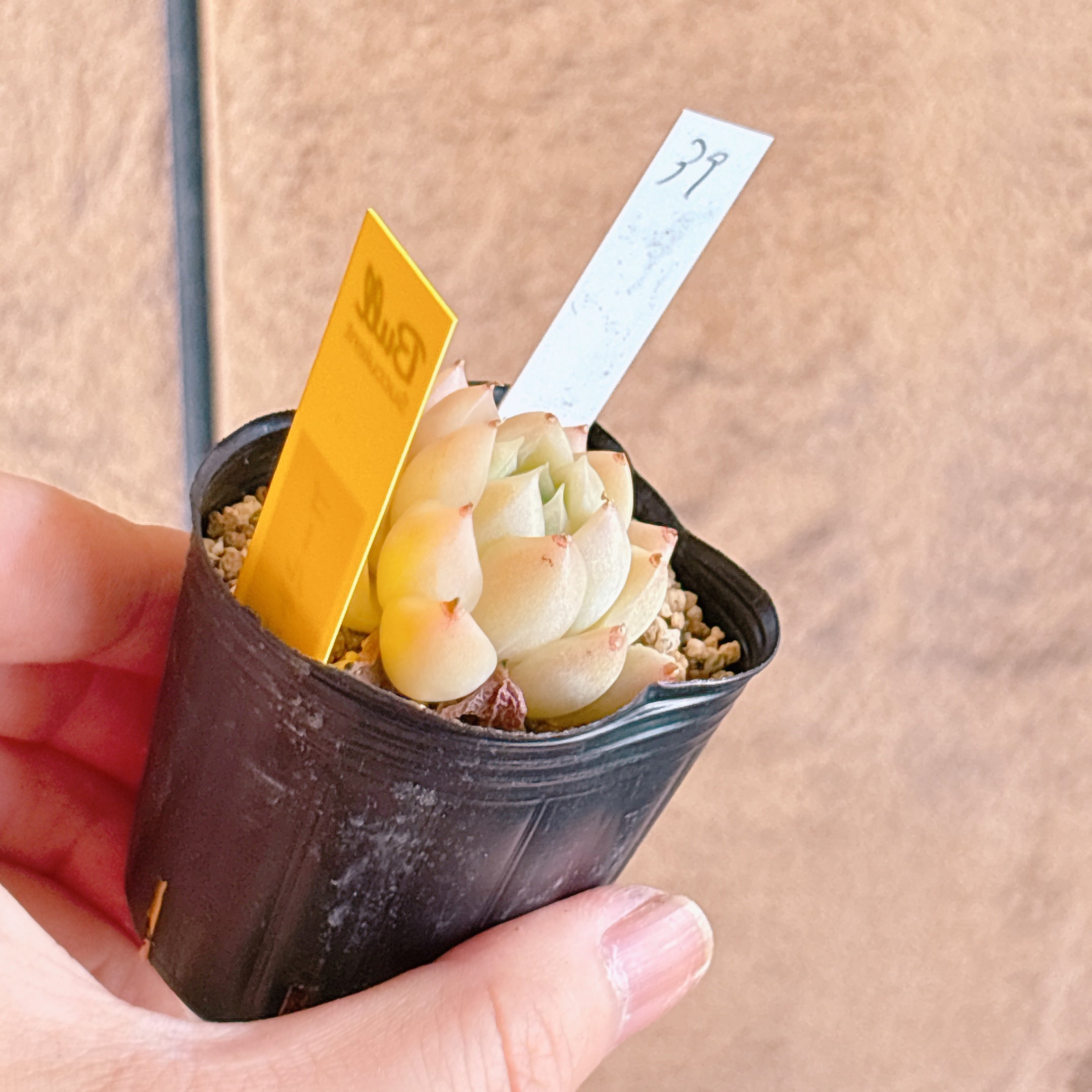 多肉植物の販売・通販サイト | Bull Succulent(ブルサキュレント)