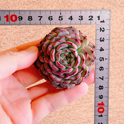 マルセル　A品　カット苗