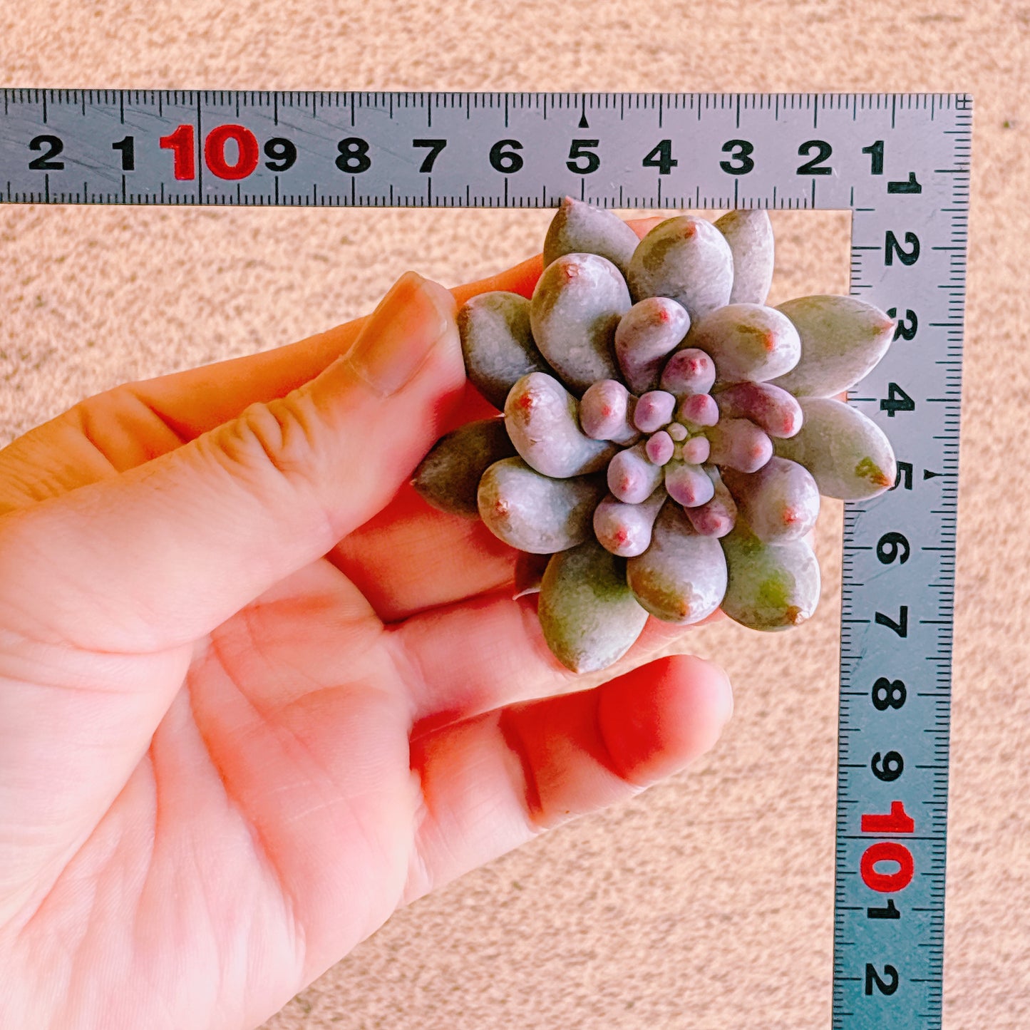 ソロモン　A品　カット苗