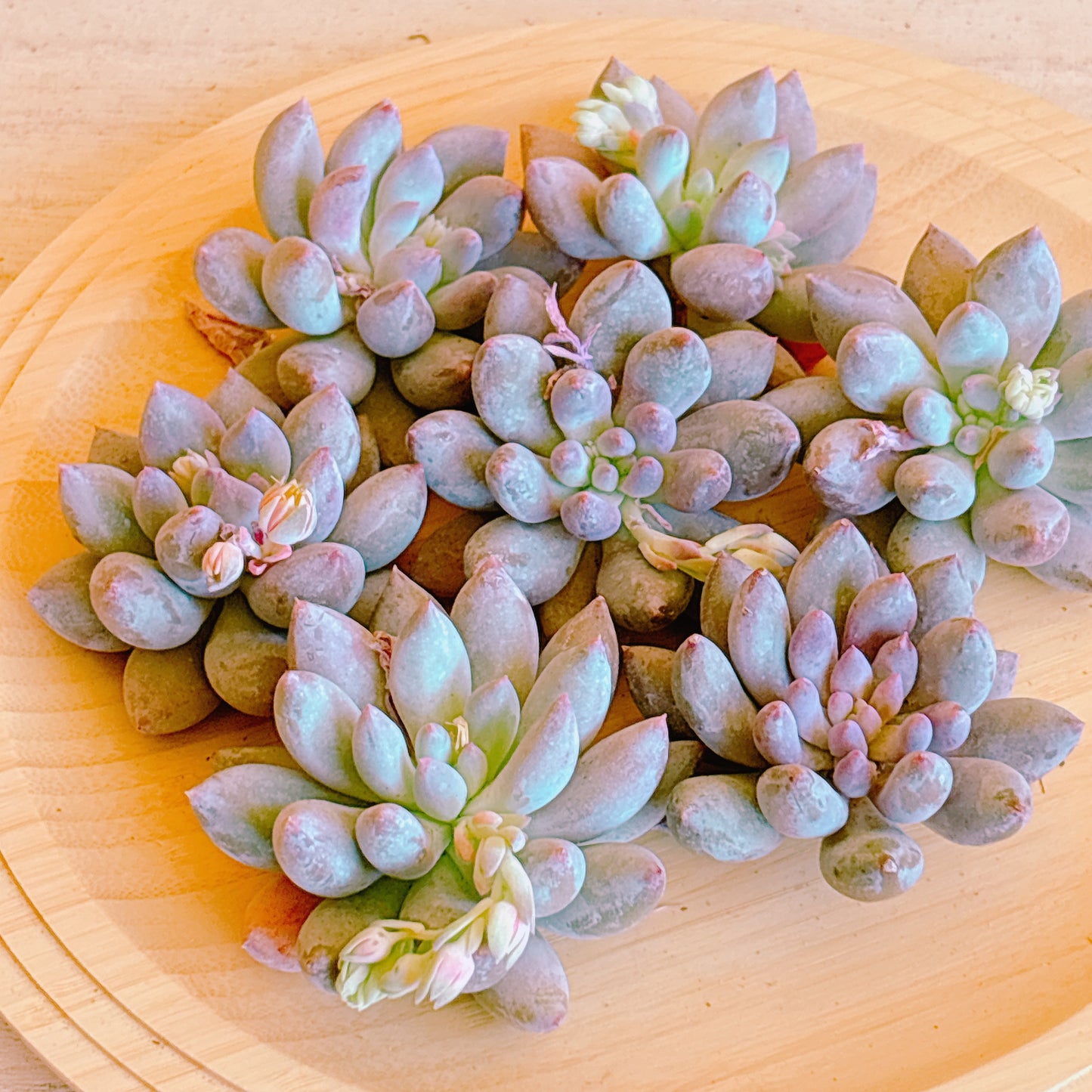 ソロモン　A品　カット苗