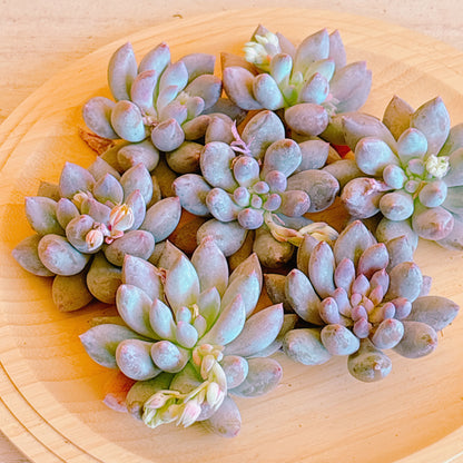 ソロモン　A品　カット苗