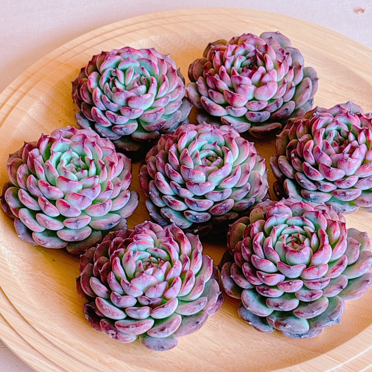 マルセル　A品　カット苗