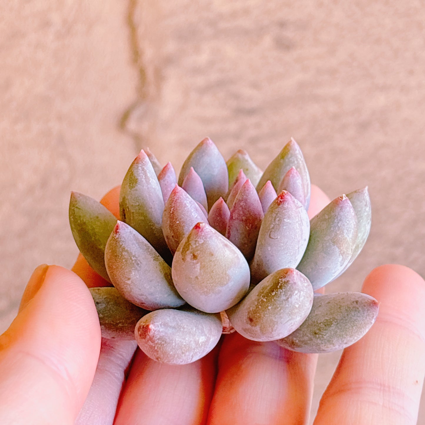 ソロモン　A品　カット苗