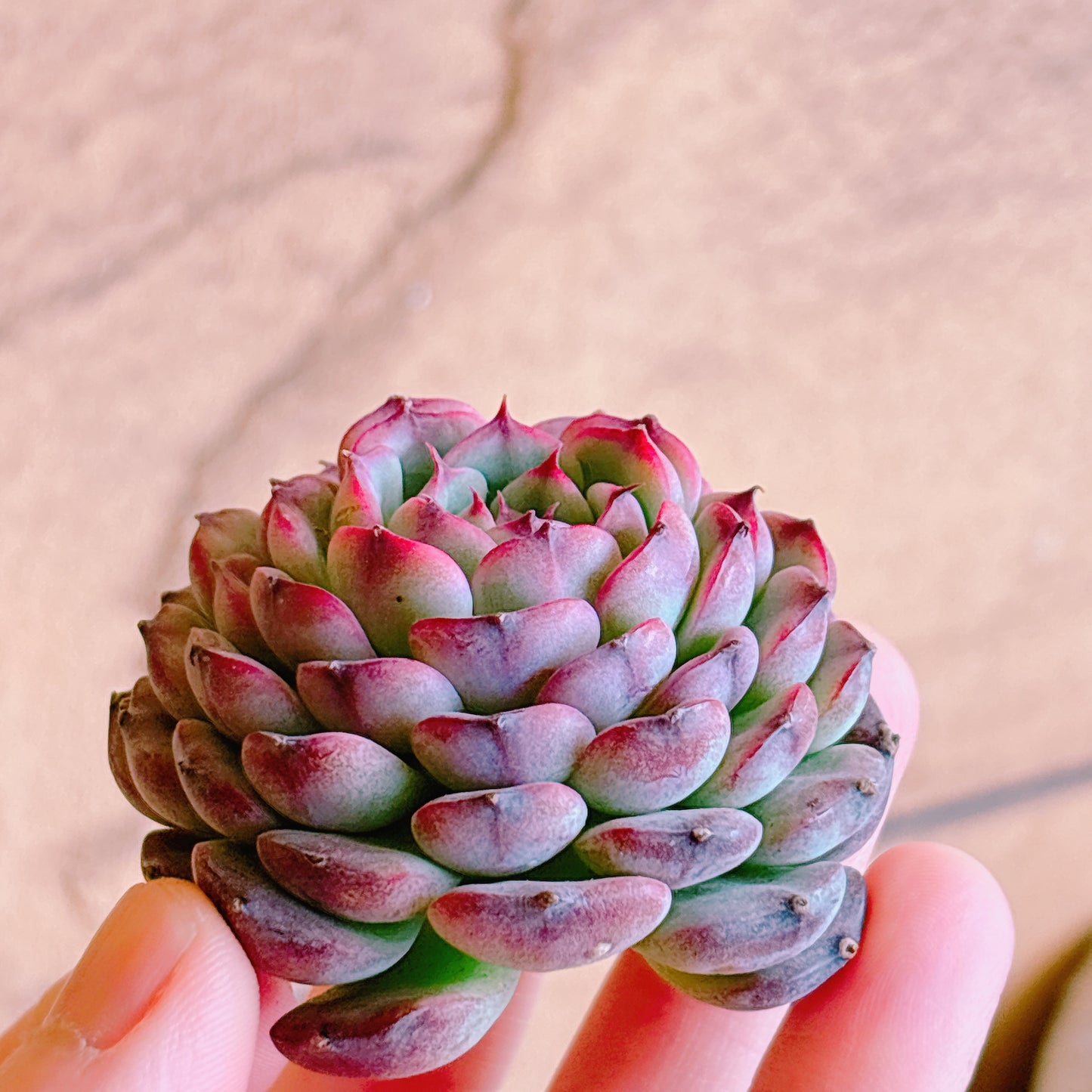 マルセル　A品　カット苗