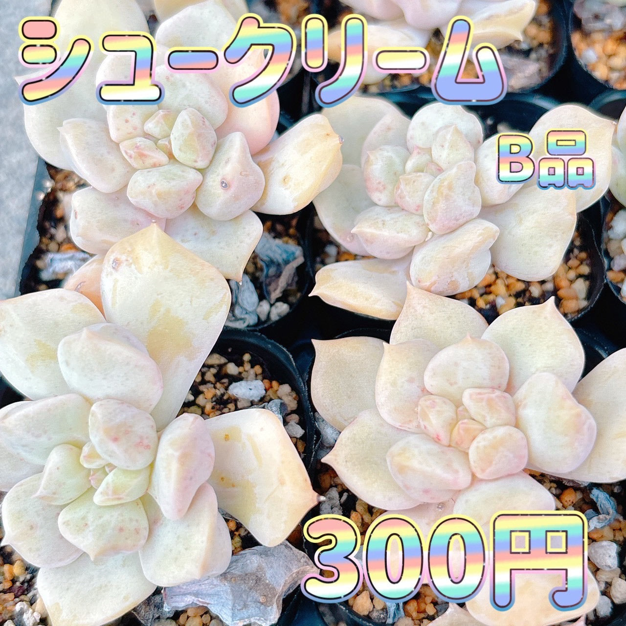 シュークリーム　B品