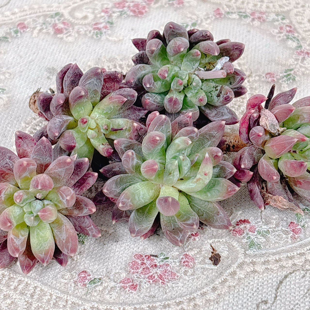 商品一覧 – Page 3 – Bull Succulent 商品一覧 – Page 3 – Bull Succulent