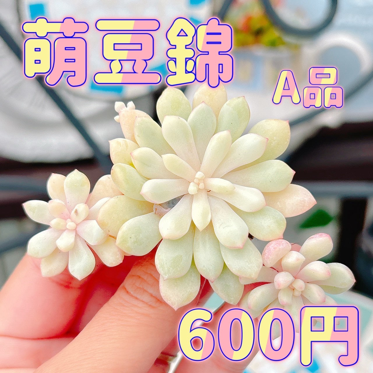 萌豆錦　A品　