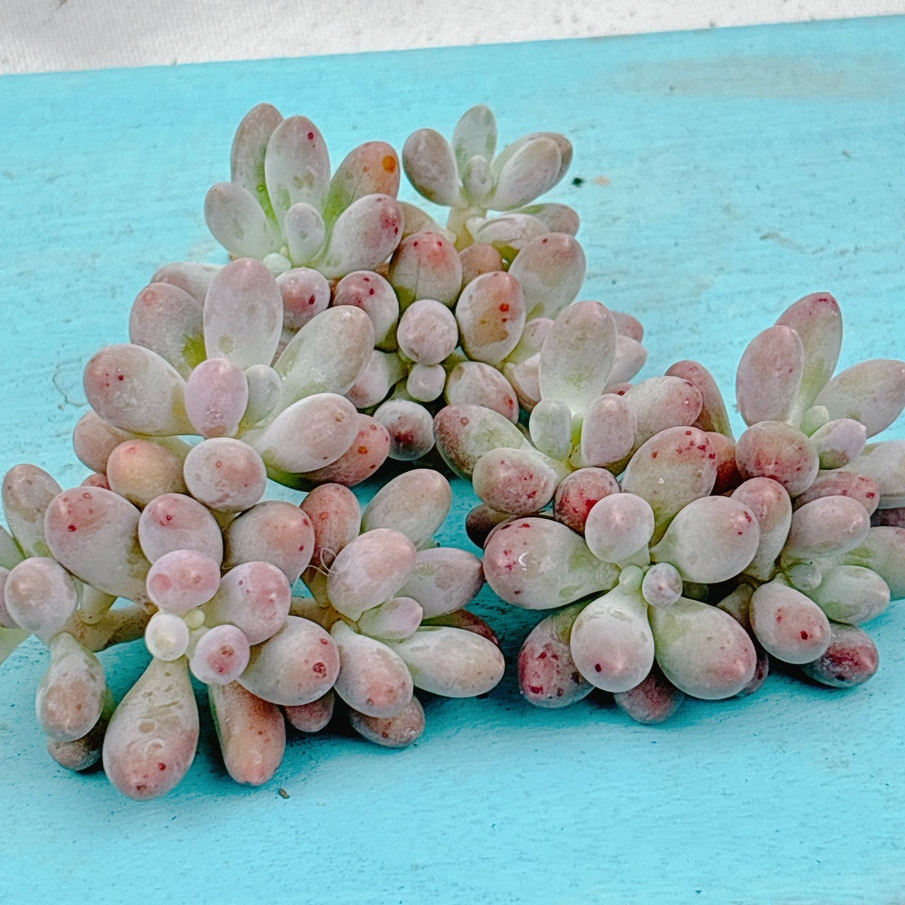 湯園チーズ A品 – Bull Succulent