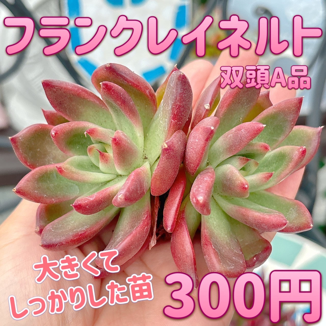 フランクレイネルト双頭　A品　