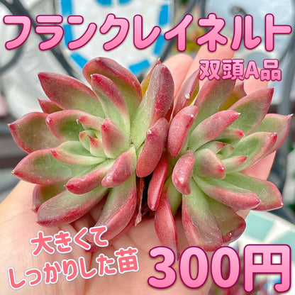 フランクレイネルト双頭　A品　