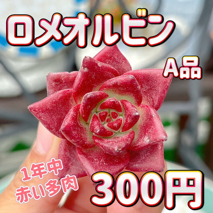 ロメオルビン　A品