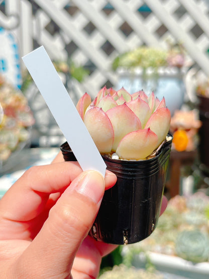 ラインラベル　ピンク　10枚