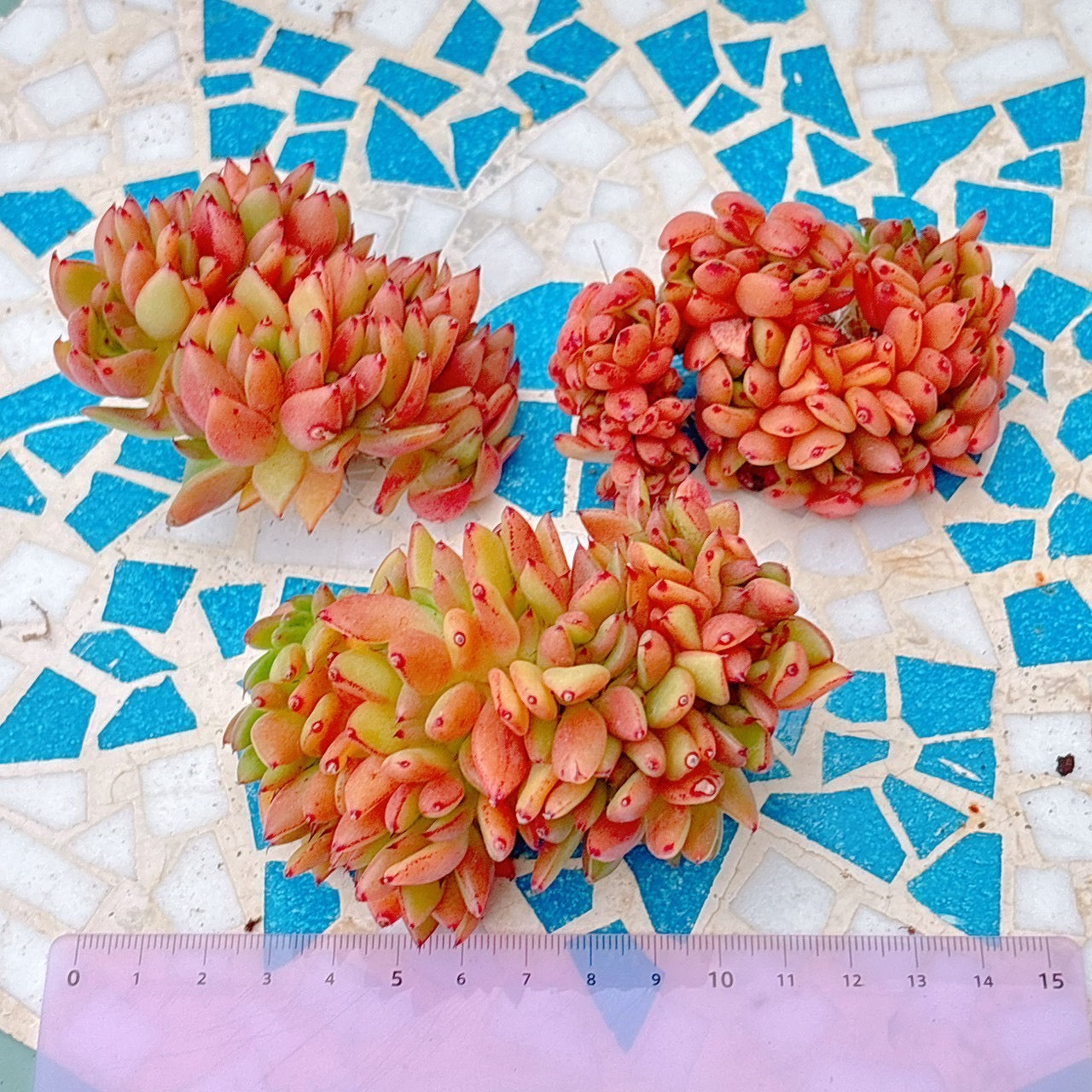 鯱　特級品
