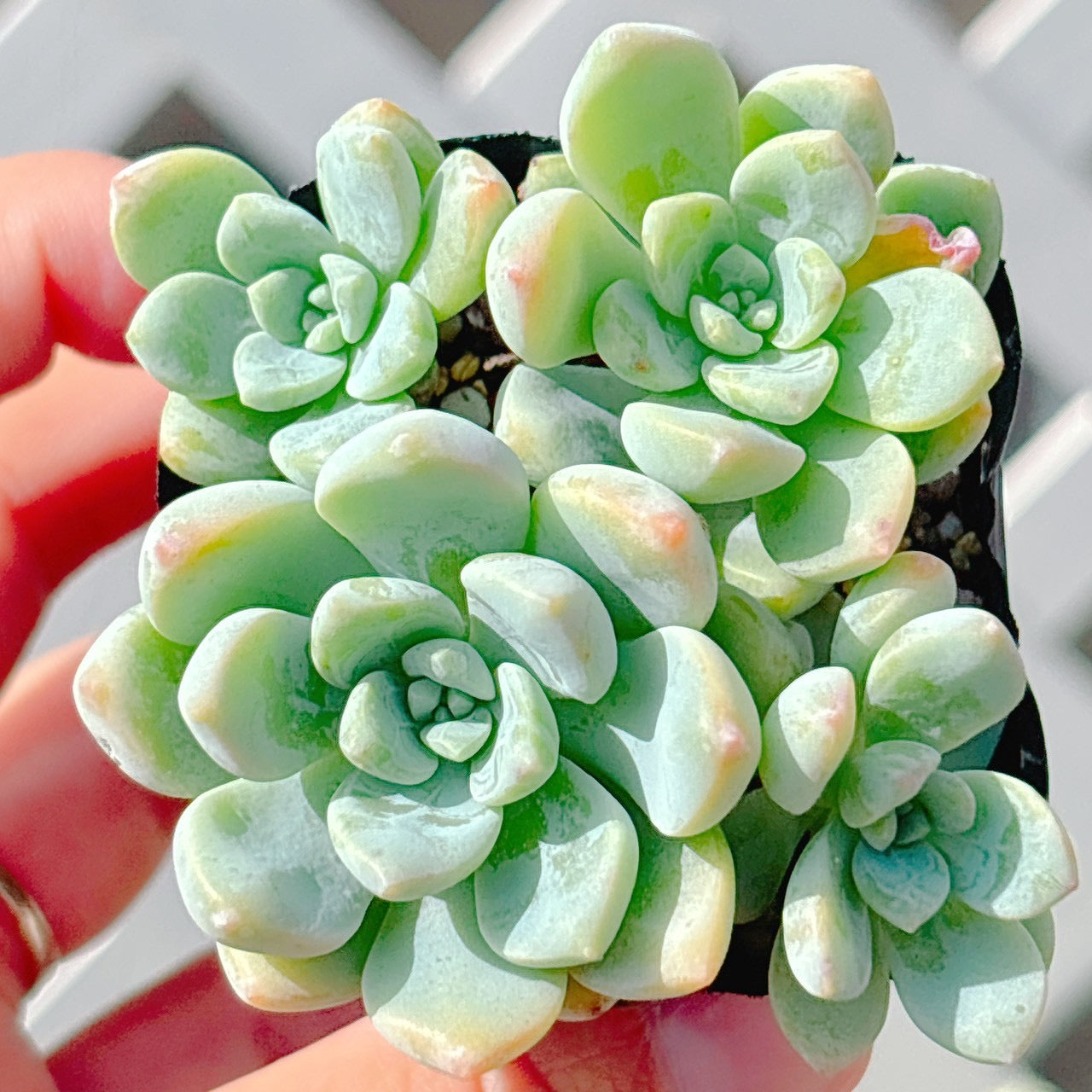 氷の花　A品