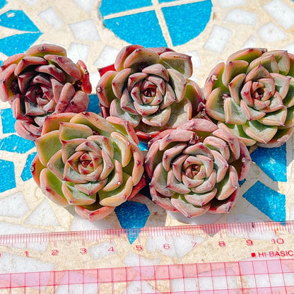ノマド　A品