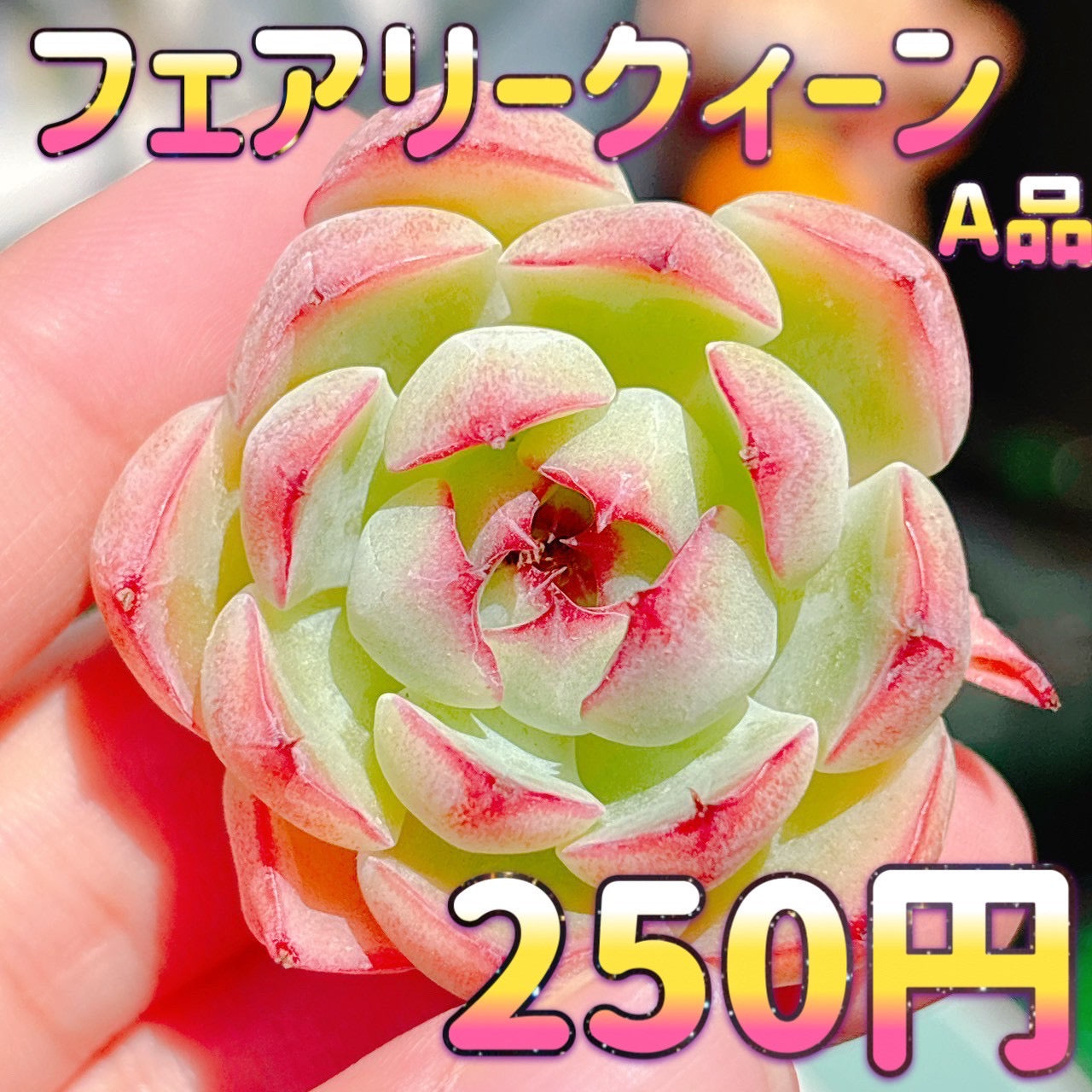 フェアリークィーン　A品