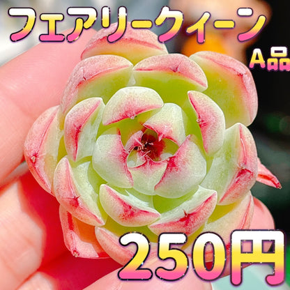 フェアリークィーン　A品