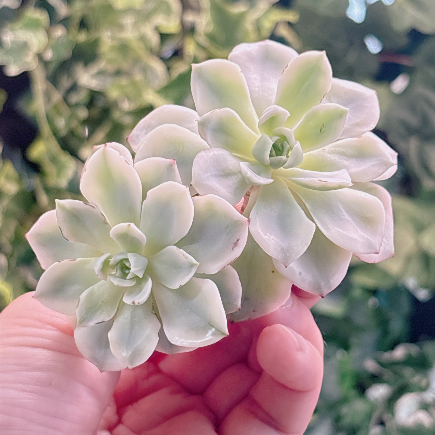 多肉植物