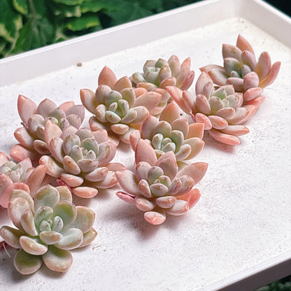 多肉植物