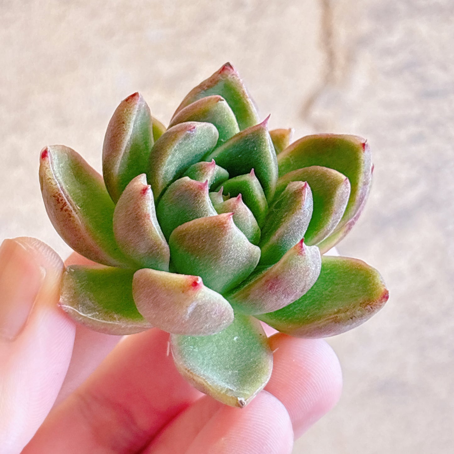 多肉植物