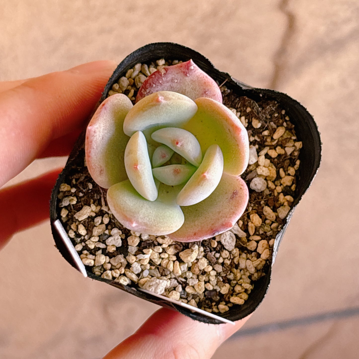 多肉植物