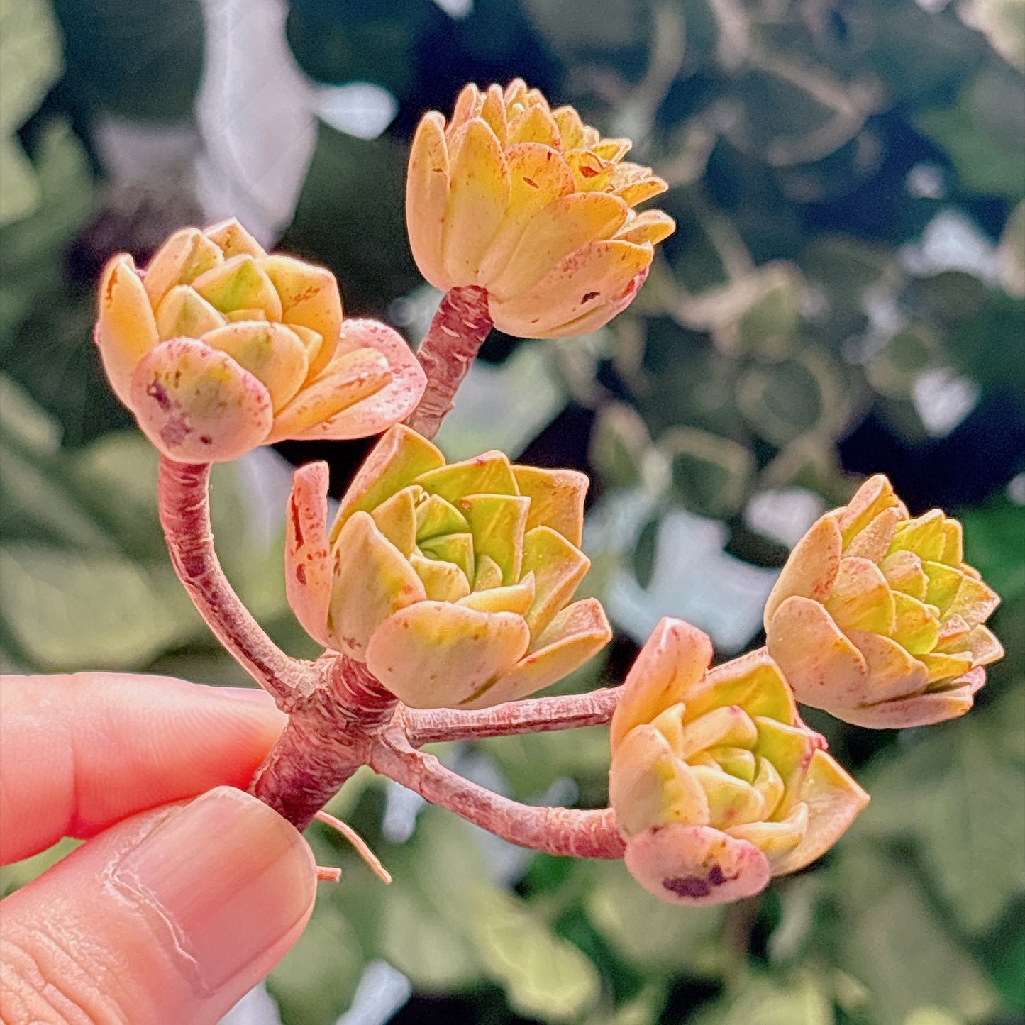 多肉植物