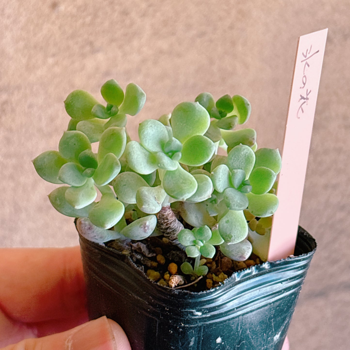 多肉植物
