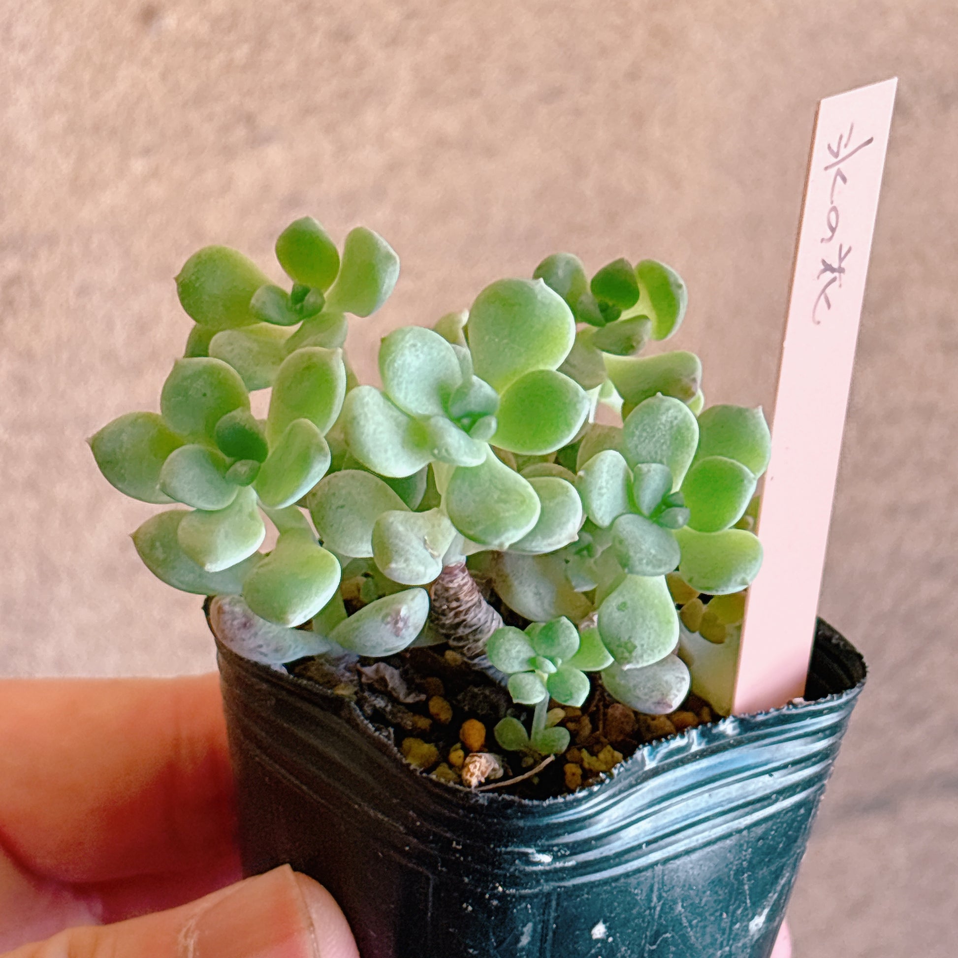 多肉植物