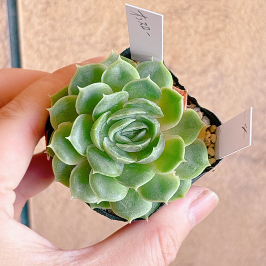 多肉植物