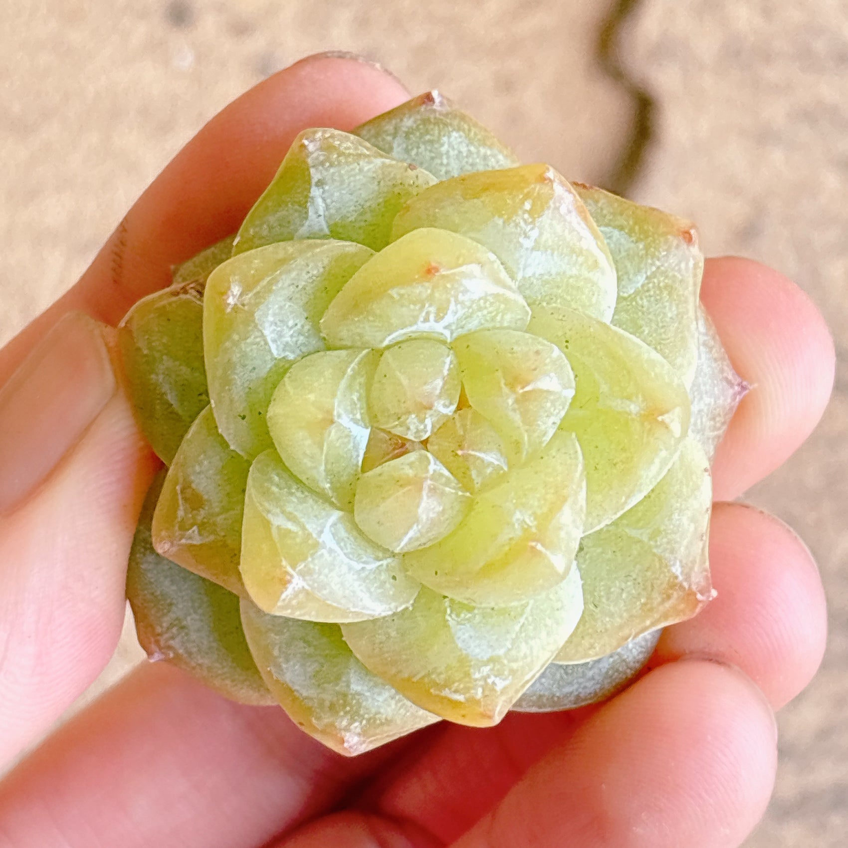 多肉植物