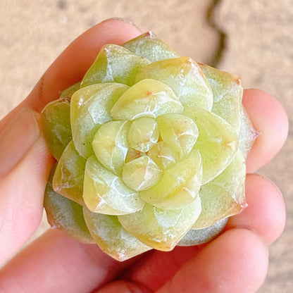 多肉植物
