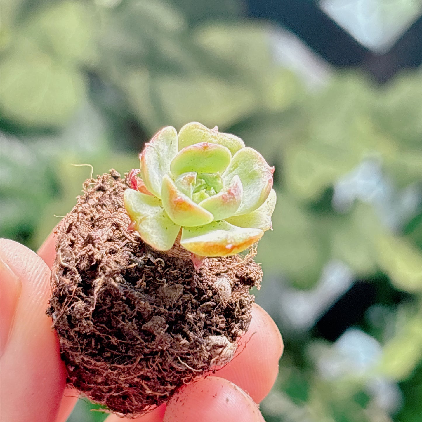 多肉植物