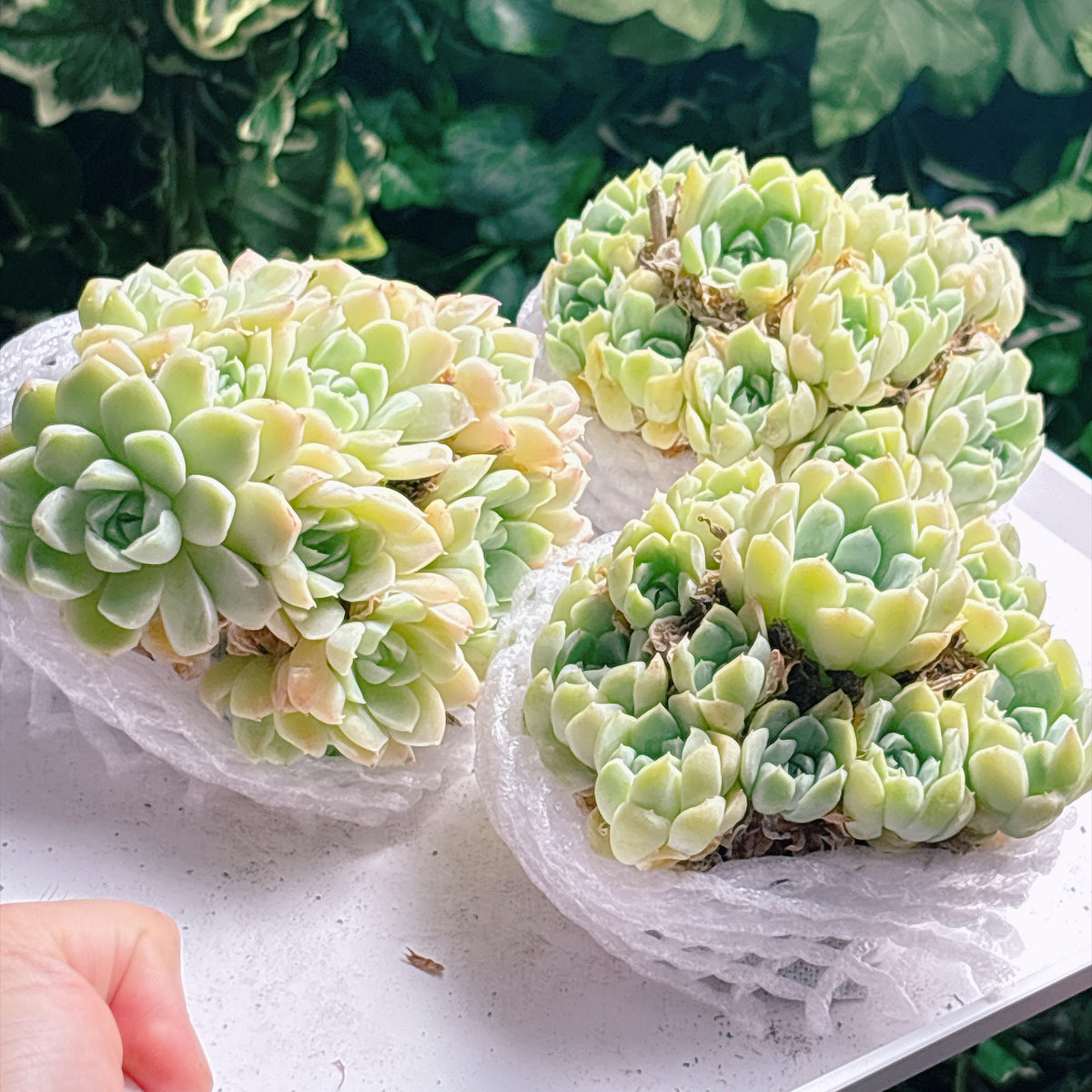 多肉植物