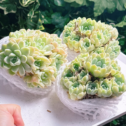 多肉植物