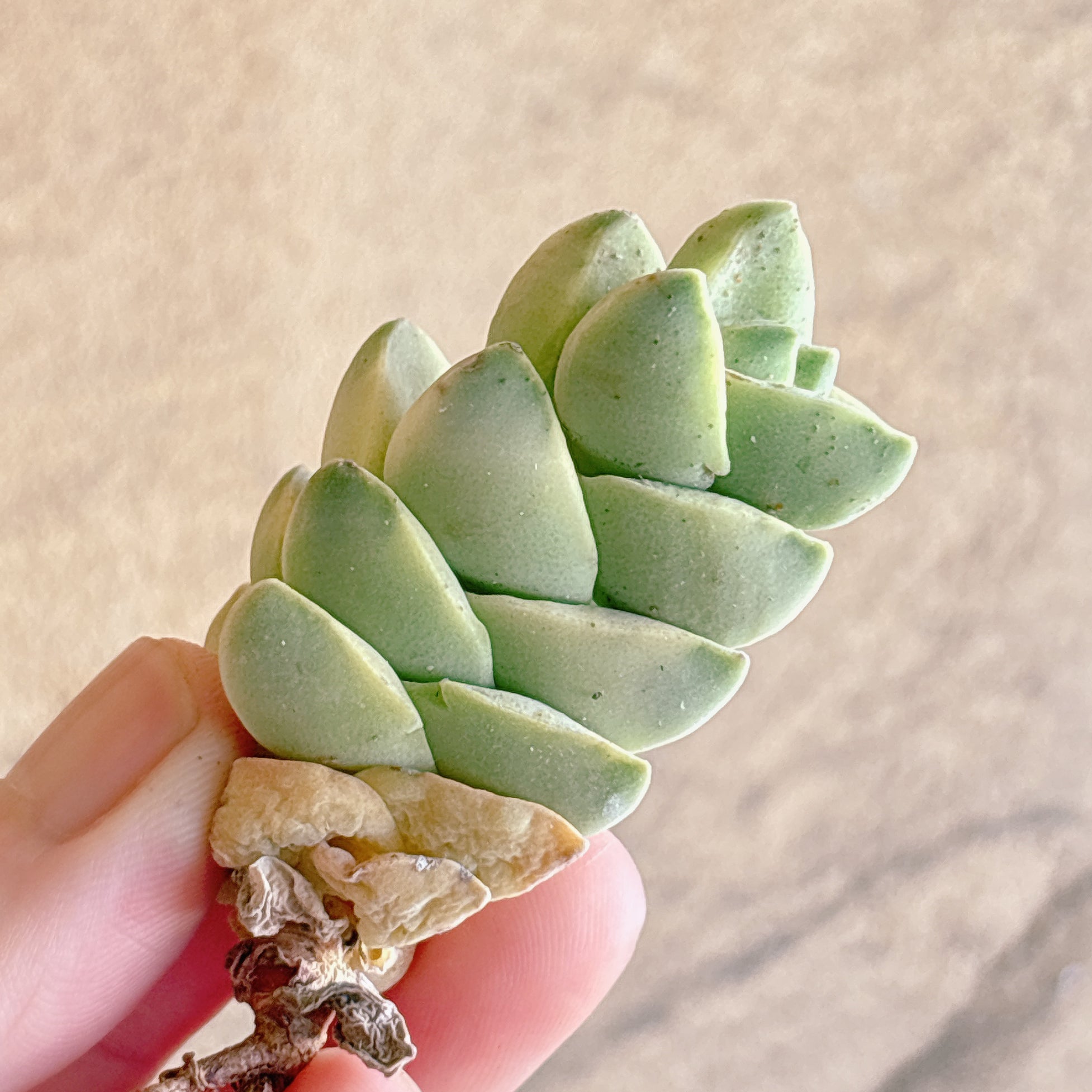 セダム – Bull Succulent