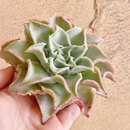 多肉植物