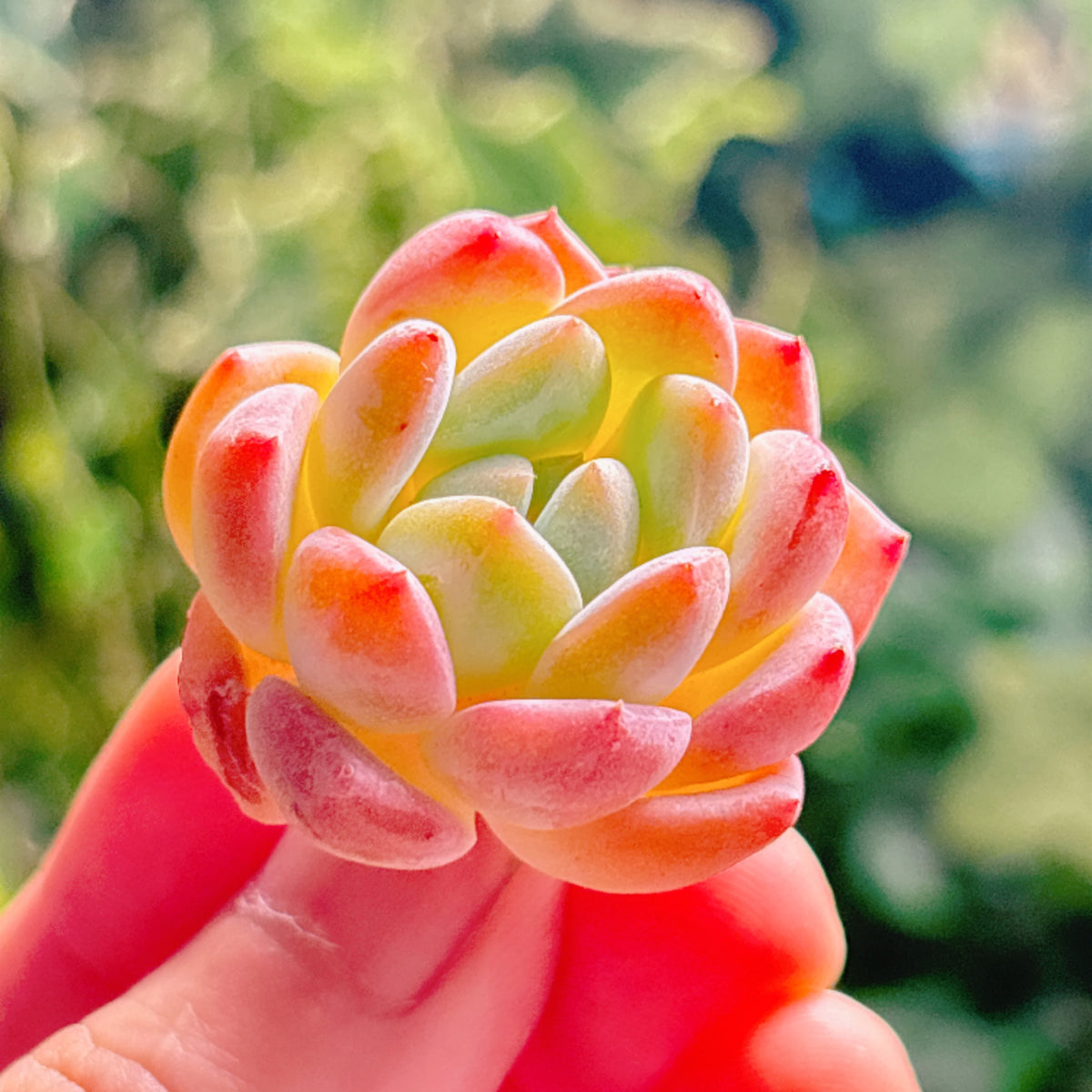 多肉植物