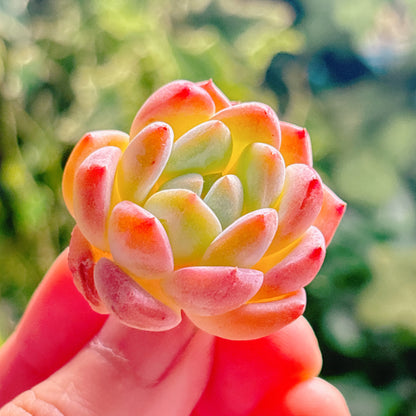 多肉植物