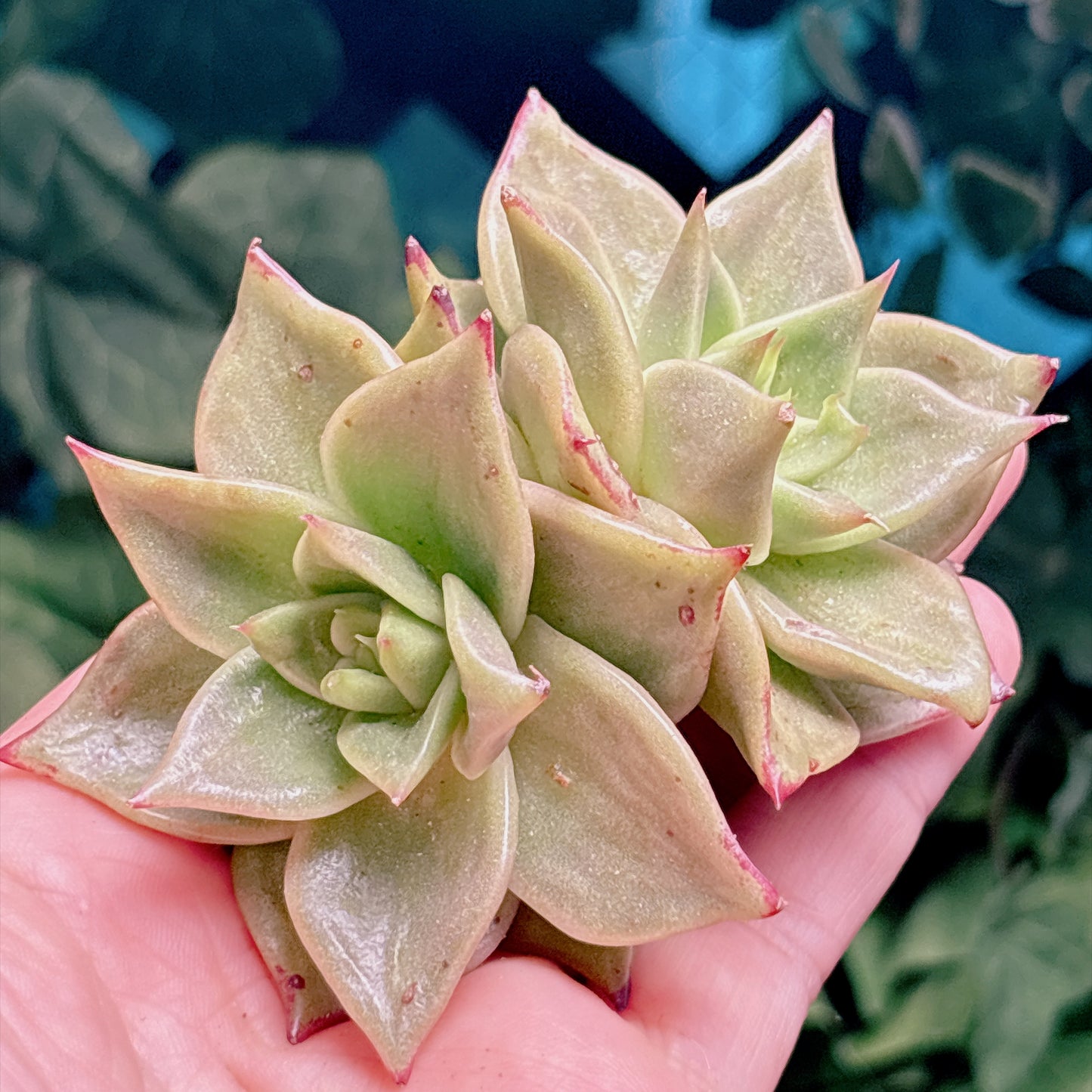 多肉植物