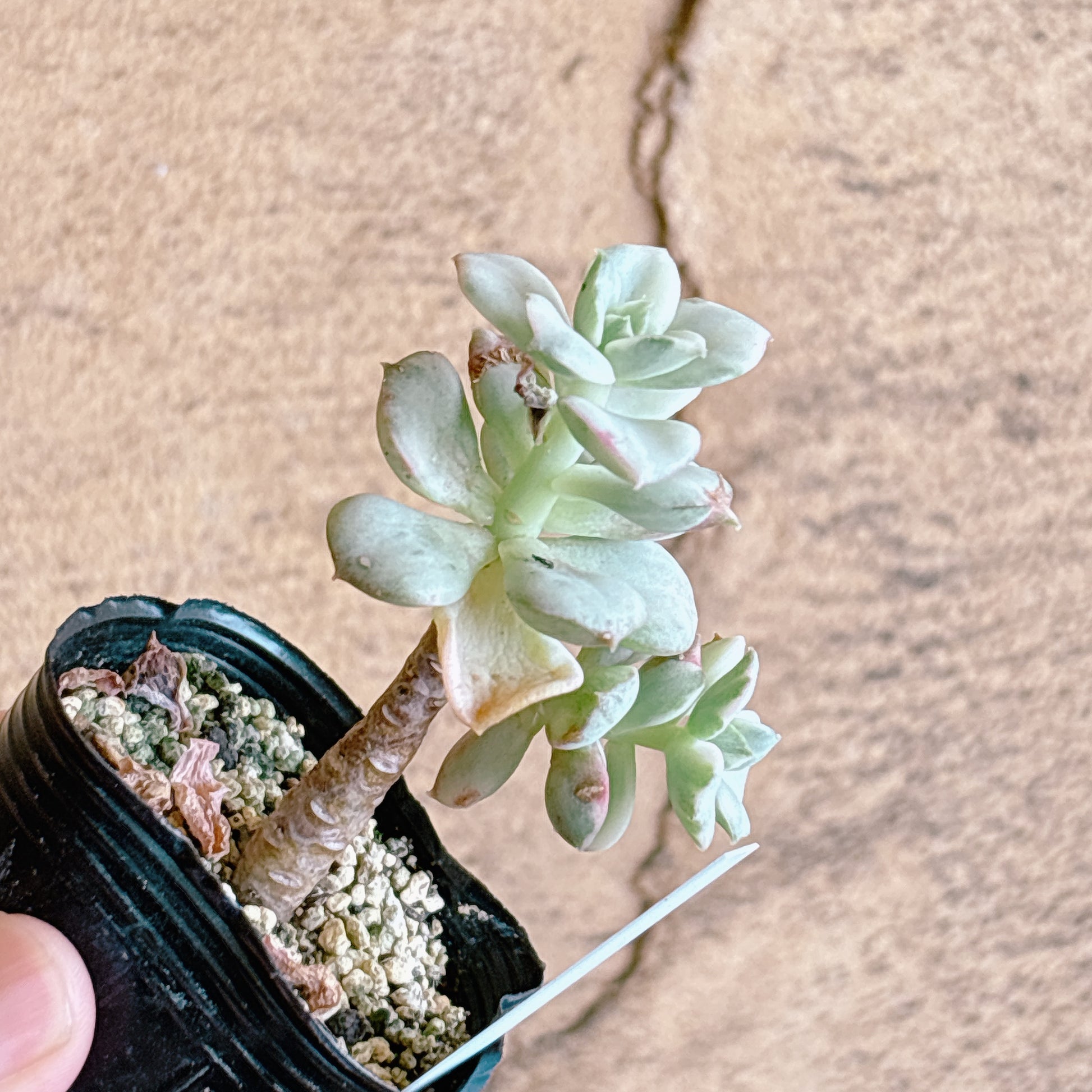 多肉植物